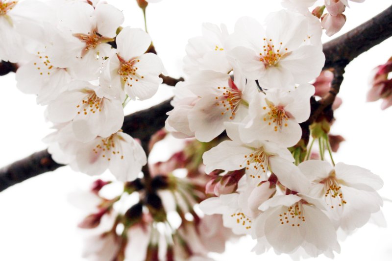 Cherry Blossom Closeup 4